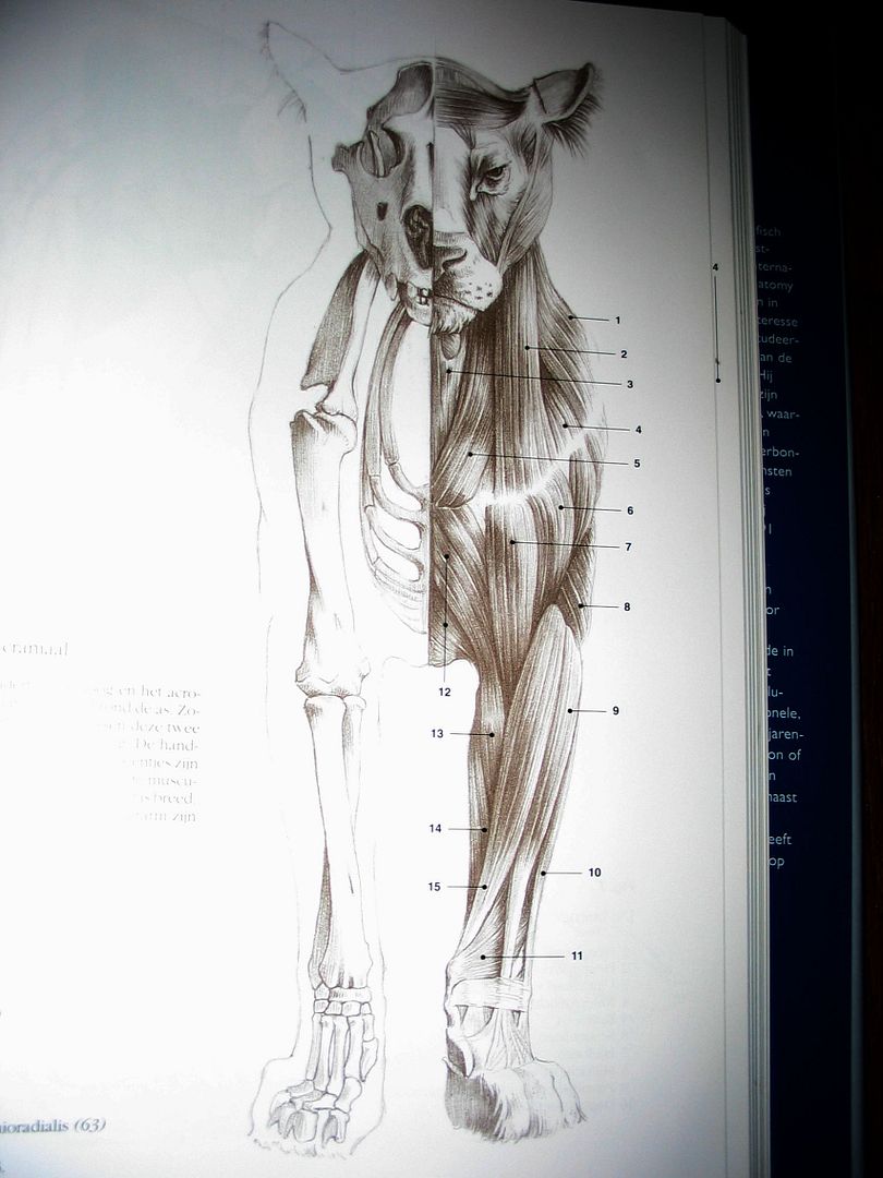 The Huge Gallery of Anatomy ~*~ | The Endless Forest